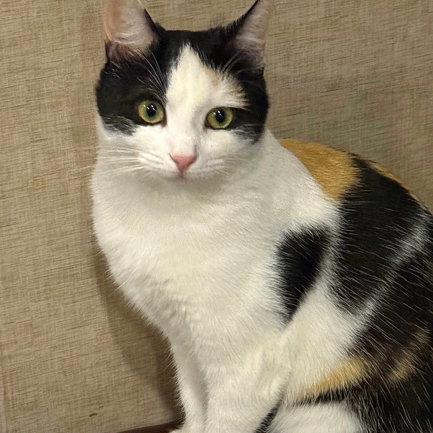 Majka is registered to the contest to win money with this photo: animal, beige_wall, calico, cat, close_up, cute, domestic_cat, ears, feline, fur, green_eyes, indoor, looking, pet, portrait, posing, sitting, soft_lighting, texture, whiskers