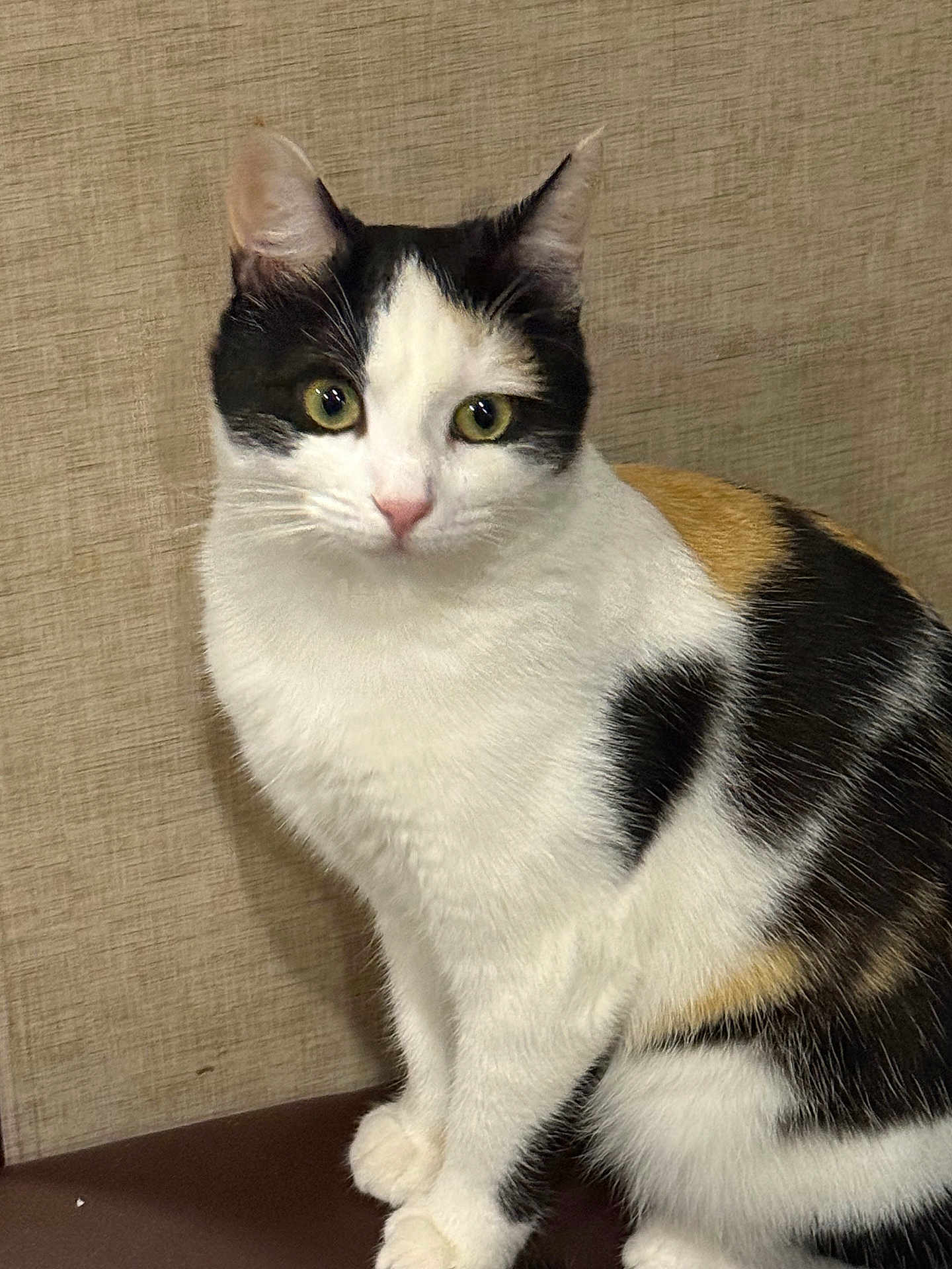 Majka is registered to the contest to win money with this photo: cat, calico, green_eyes, fur, pet, animal, indoor, portrait, posing, whiskers, ears, cute, feline, domestic_cat, sitting, looking, close_up, texture, beige_wall, soft_lighting