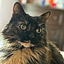 Sonnie is registered to the contest to win money with this photo: animal, background_blur, cat, close_up, curious, domestic, ears, eyes, face, feline, fluffy, fur, furry, indoor, mammal, pet, portrait, soft_light, tortoiseshell, whiskers