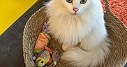 Suri a rejoint le concours — aidez-le/la à gagner de superbes lots ! cat, white_cat, fluffy, basket, cat_toys, green_eyes, indoor, orange_rug, yellow_table, woven_basket, pet, feline, cute, cozy, domestic_cat, fur, toy_mouse, toy_fish, relaxing, home