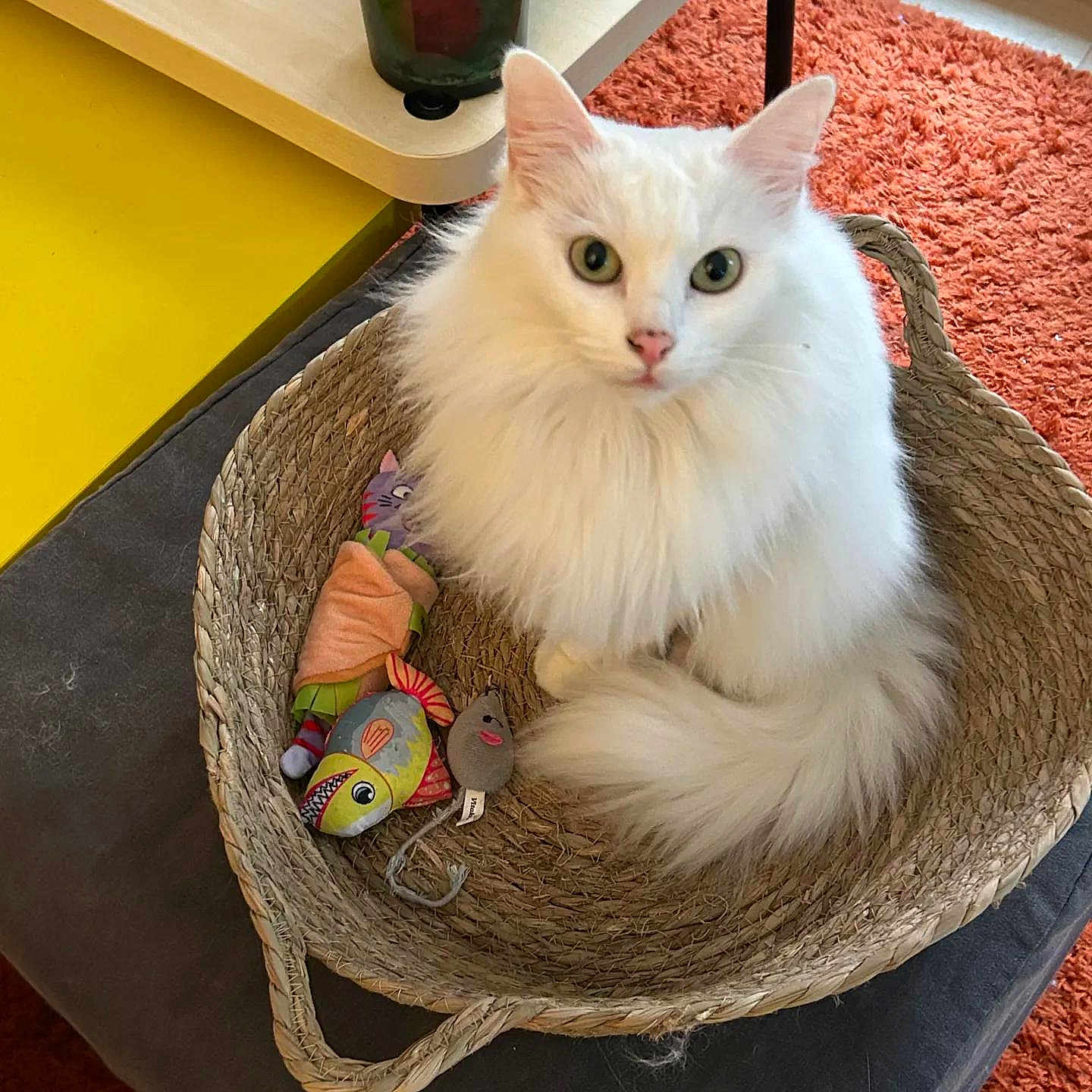 Suri