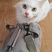 Suri a rejoint le concours — aidez-le/la à gagner de superbes lots ! cat, white_cat, green_eyes, pet, animal, backpack, gray_backpack, wooden_floor, indoor, curious, feline, whiskers, ears, fur, closeup, looking_up, cute, domestic_cat, sitting, portrait