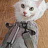 cat, white_cat, green_eyes, pet, animal, backpack, gray_backpack, wooden_floor, indoor, curious, feline, whiskers, ears, fur, closeup, looking_up, cute, domestic_cat, sitting, portrait