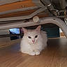 Suri a rejoint le concours — aidez-le/la à gagner de superbes lots ! cat, white_cat, fluffy, under_bed, wooden_floor, indoor, pet, animal, feline, curious, calm, resting, metal_bed_frame, floor, domestic, cute, quiet, household, fur, whiskers