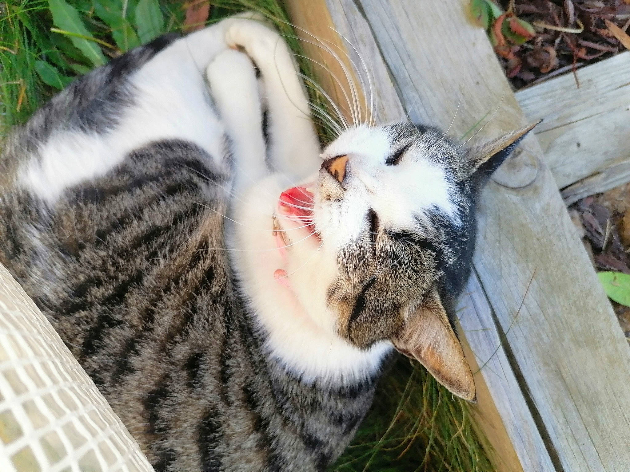 Lilie participe au concours pour gagner de l'argent avec cette photo : aegean_cat, american_shorthair, carnivore, cat, domestic_short_haired_cat, dragon_li, egyptian_mau, european_shorthair, felidae, fur, grass, kitten, organism, plant, small_to_medium_sized_cats, snout, tabby_cat, tree, whiskers, wild_cat