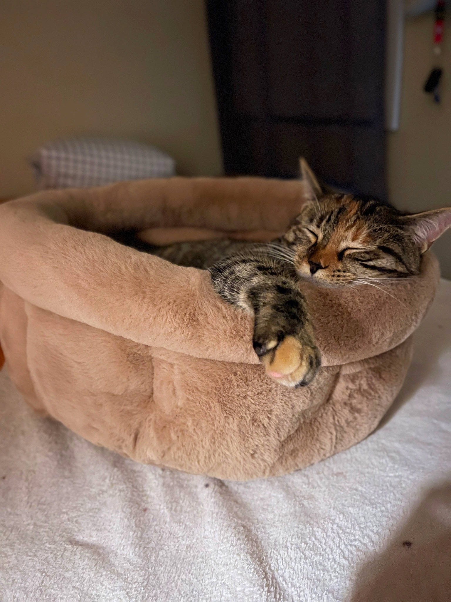 Ginny joined the competition — help win amazing prizes! bed, bedding, brown, carnivore, cat, cat_bed, cat_supply, comfort, couch, domestic_short_haired_cat, fawn, felidae, fur, grey, linens, small_to_medium_sized_cats, tail, terrestrial_animal, whiskers, wood