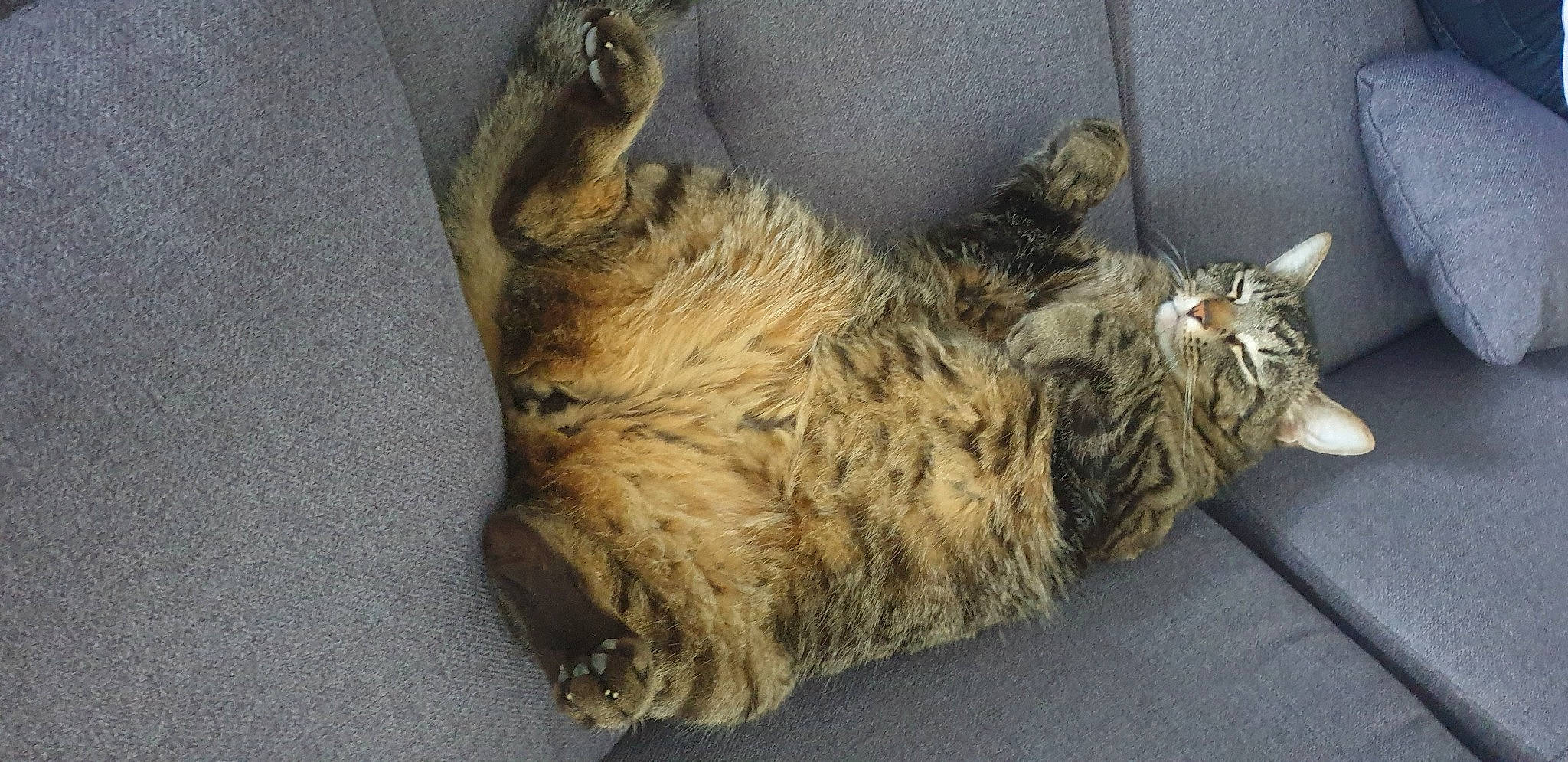 Nooky a rejoint le concours — aidez-le/la à gagner de superbes lots ! carnivore, cat, claw, domestic_short_haired_cat, felidae, fur, paw, plant, sleep, small_to_medium_sized_cats, snout, tail, terrestrial_animal, whiskers