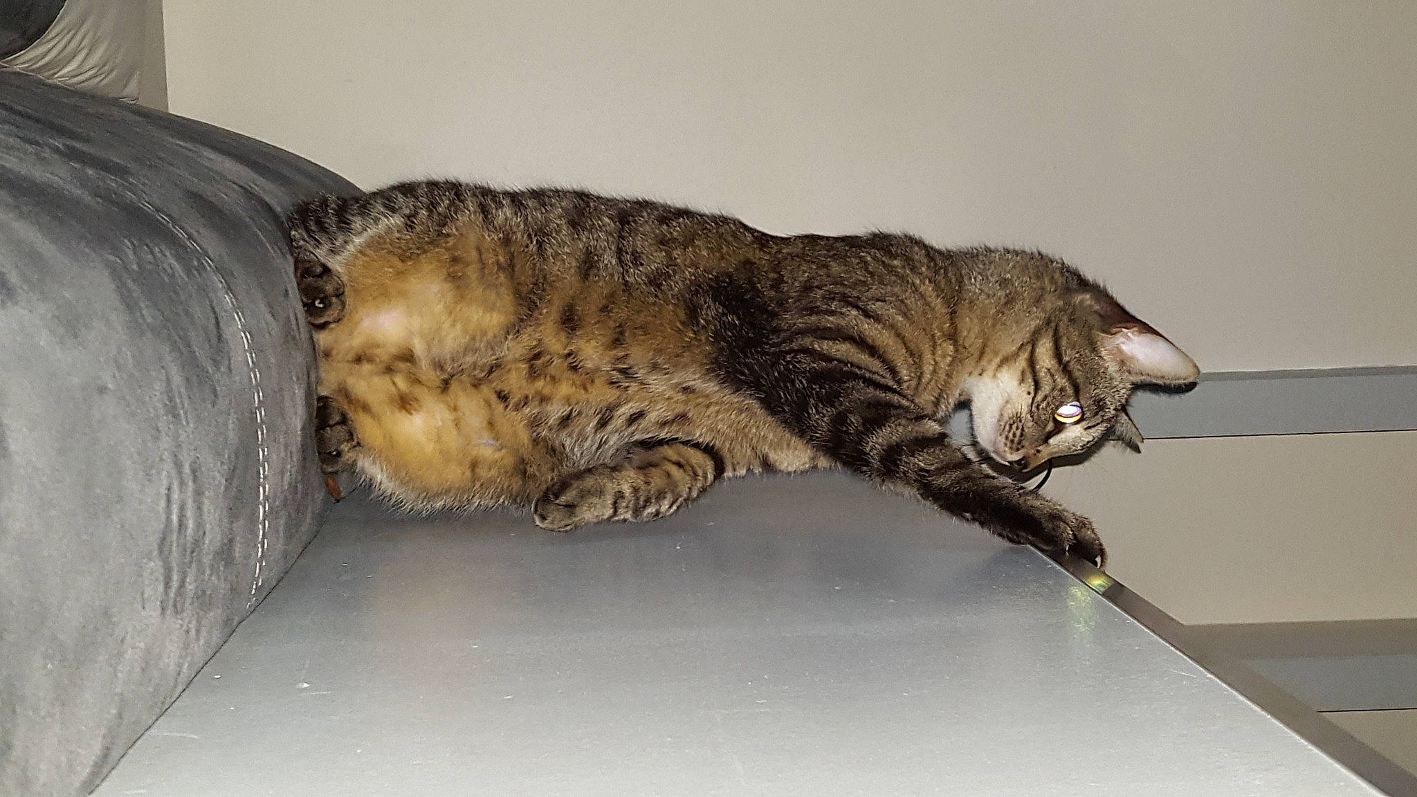 Nooky participe au concours pour gagner de l'argent avec cette photo : big_cats, carnivore, cat, claw, comfort, domestic_short_haired_cat, felidae, flooring, fur, paw, small_to_medium_sized_cats, tail, terrestrial_animal, whiskers, wildlife, wood