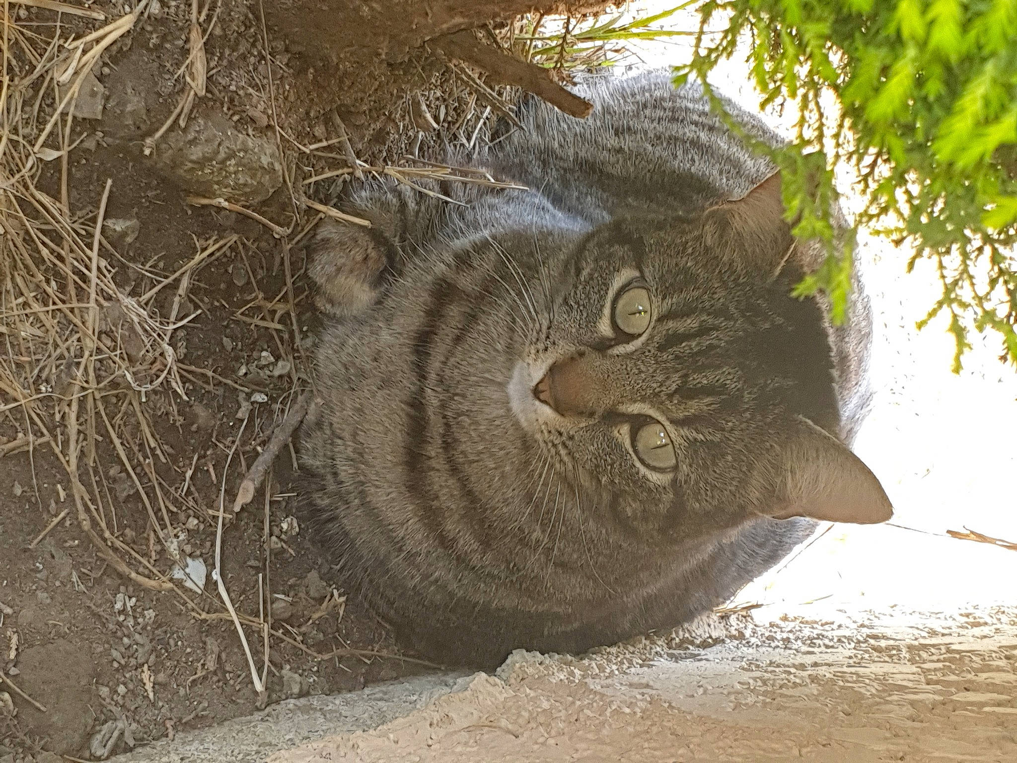 Nooky a rejoint le concours — aidez-le/la à gagner de superbes lots ! automotive_tire, automotive_wheel_system, carnivore, cat, domestic_short_haired_cat, felidae, fur, grass, plant, sand, small_to_medium_sized_cats, snout, soil, terrestrial_animal, tree, trunk, twig, whiskers, wildlife, wood