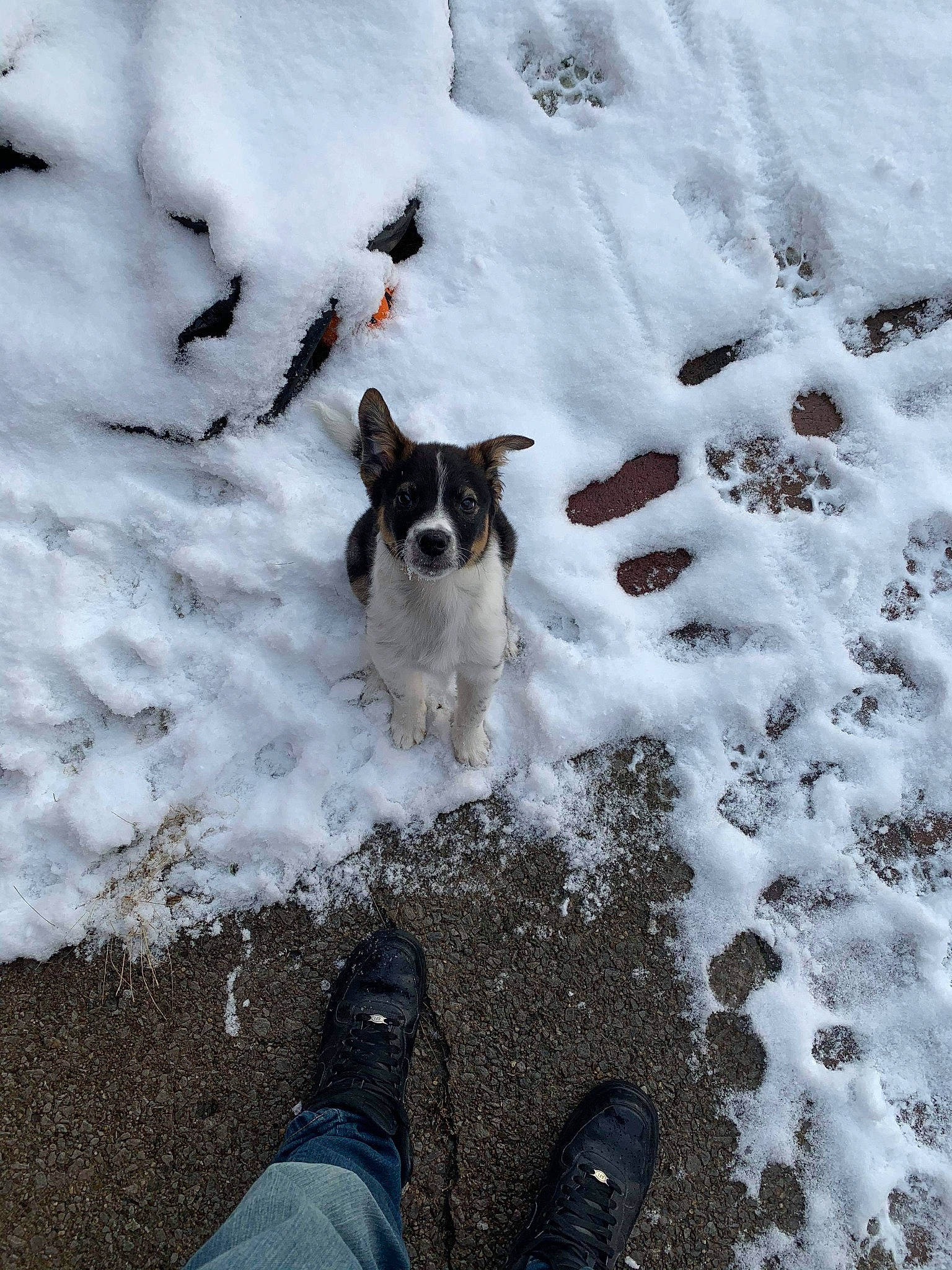 Gordon is registered to the contest to win money with this photo: arctic, blizzard, canidae, carnivore, dog, dog_breed, freezing, geological_phenomenon, ice, laika, norwegian_elkhound, rat_terrier, siberian_husky, snow, winter