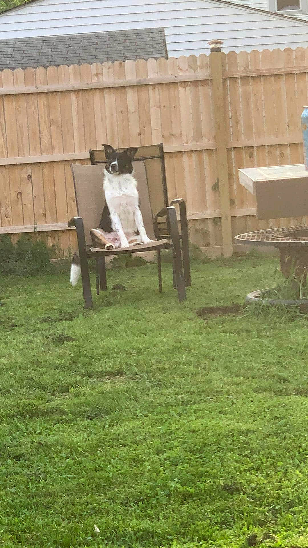 Gordon joined the competition — help win amazing prizes! backyard, chair, fawn, fence, furniture, garden, grass, grass_family, green, house, landscaping, lawn, outdoor_furniture, plant, tree, wood, yard