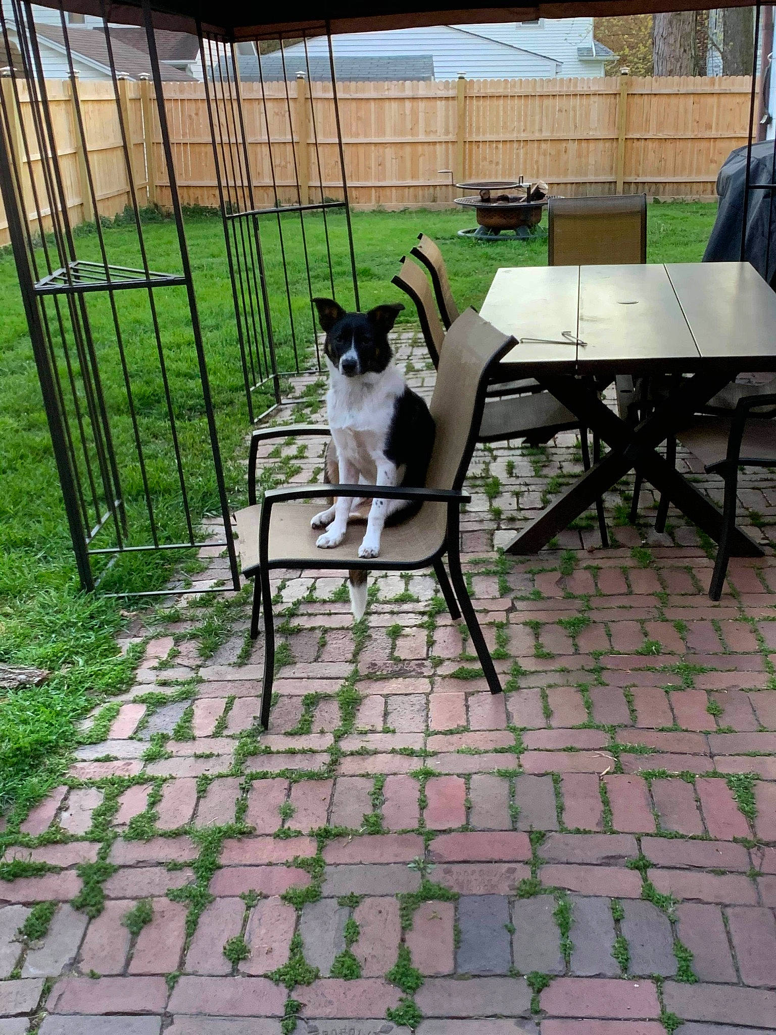Gordon joined the competition — help win amazing prizes! backyard, canidae, carnivore, cat, chair, felidae, flagstone, floor, flooring, furniture, grass, iron, lawn, non_sporting_group, patio, small_to_medium_sized_cats, table, tile, yard