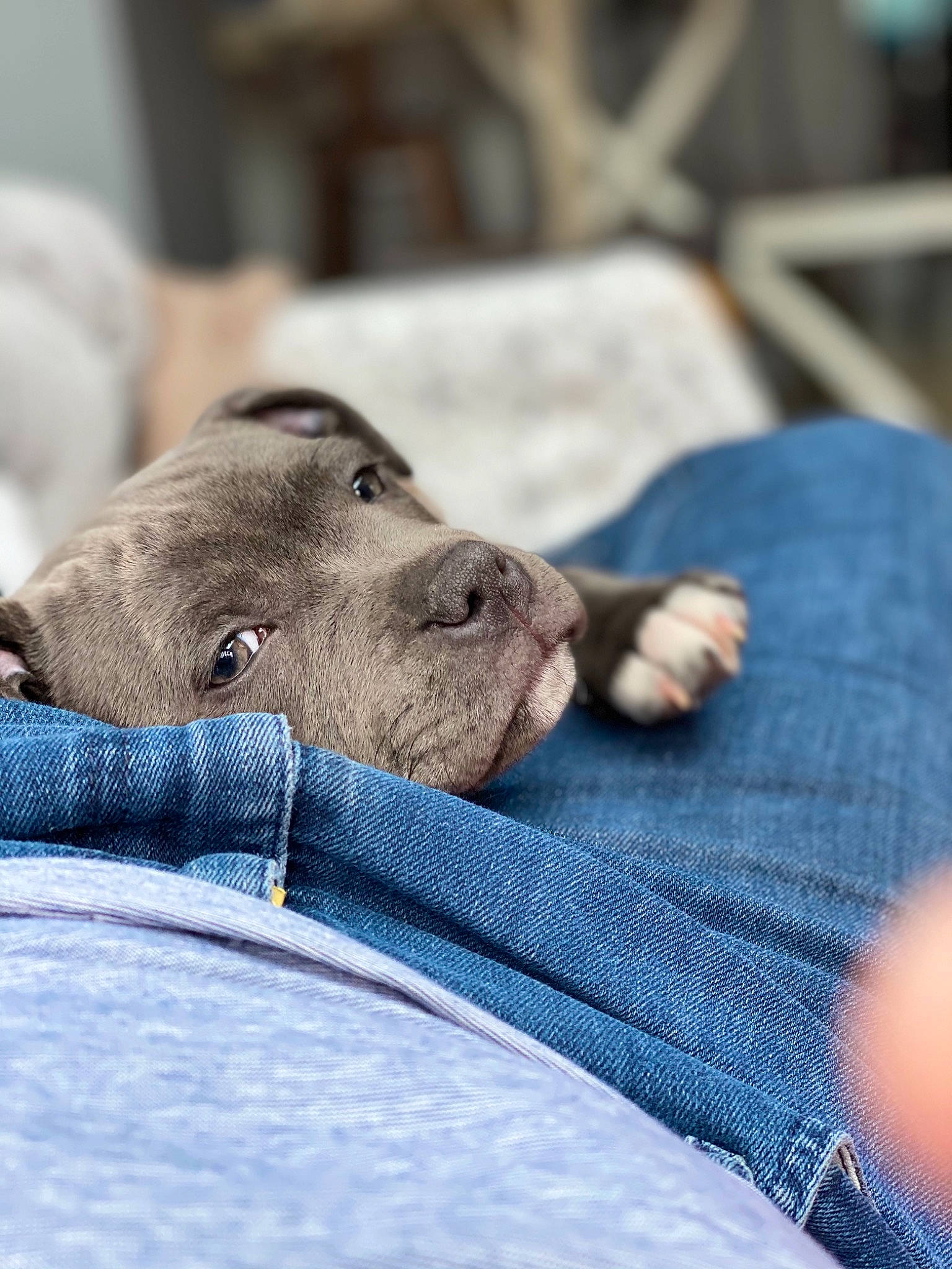 Rya participe au concours pour gagner de l'argent avec cette photo : american_pit_bull_terrier, canidae, carnivore, child, dog, dog_breed, fawn, nap, non_sporting_group, pit_bull, pointing_breed, puppy, sleep, snout, sporting_group, weimaraner, wrinkle