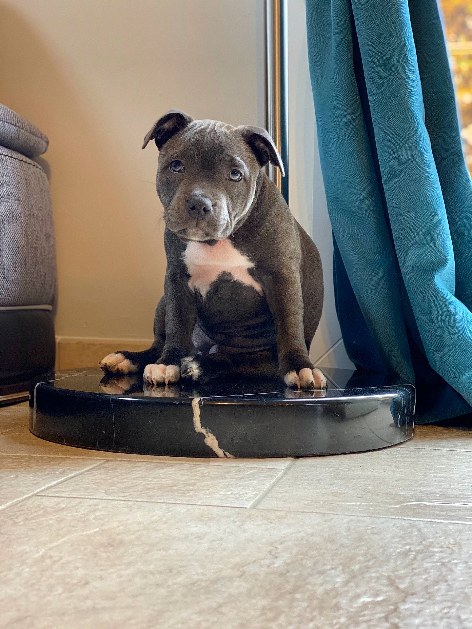 Rya participe au concours pour gagner de l'argent avec cette photo : american_bulldog, american_pit_bull_terrier, american_staffordshire_terrier, canidae, carnivore, companion_dog, dog, dog_breed, fawn, mammal, molosser, non_sporting_group, old_english_bulldog, olde_english_bulldogge, pit_bull, puppy, renascence_bulldogge, snout, staffordshire_bull_terrier, vertebrate