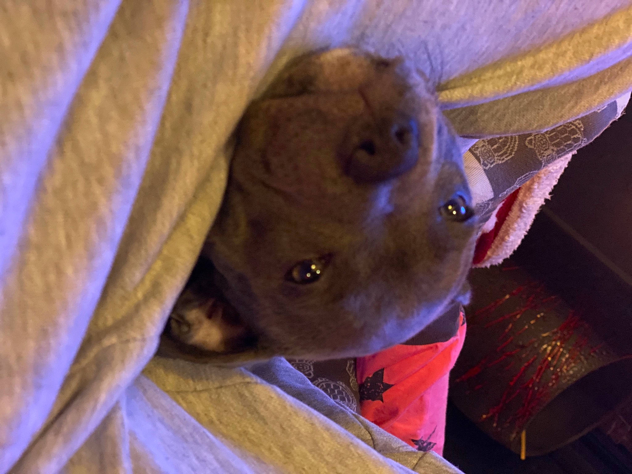 Rya participe au concours pour gagner de l'argent avec cette photo : canidae, dog_breed, fawn, snout, sporting_group, weimaraner