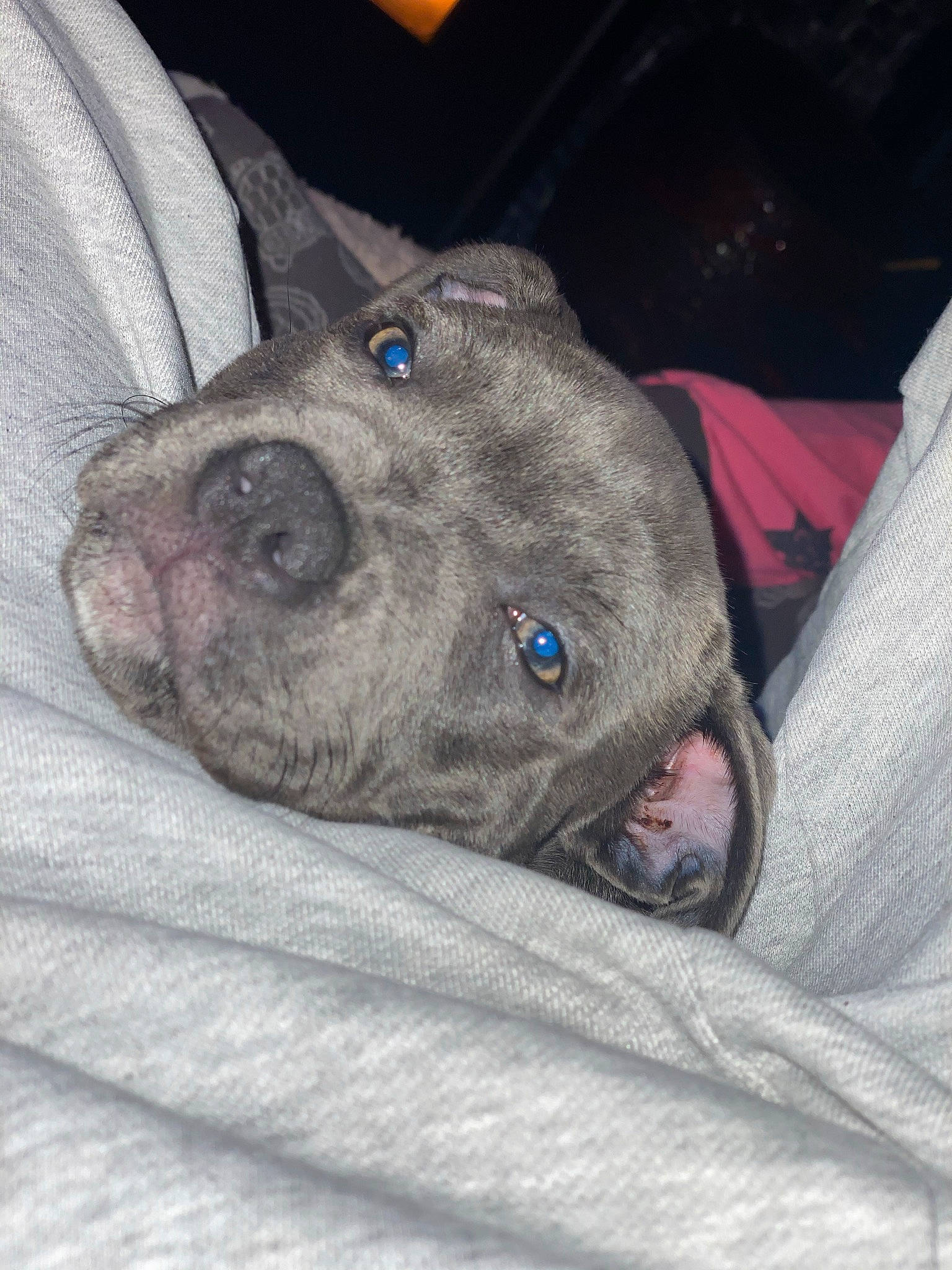 Rya a rejoint le concours — aidez-le/la à gagner de superbes lots ! american_pit_bull_terrier, bandog, canidae, carnivore, dog, dog_breed, fawn, mammal, non_sporting_group, pit_bull, puppy, snout, sporting_group, vertebrate