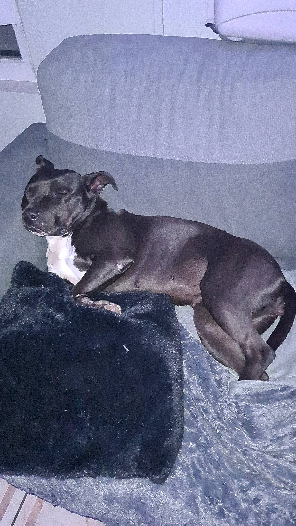 Pandora participe au concours pour gagner de l'argent avec cette photo : carnivore, comfort, companion_dog, couch, dog, dog_breed, dog_supply, fawn, great_dane, grey, guard_dog, liver, paw, pointing_breed, sporting_group, tail, terrestrial_animal, toy_dog, weimaraner, working_animal