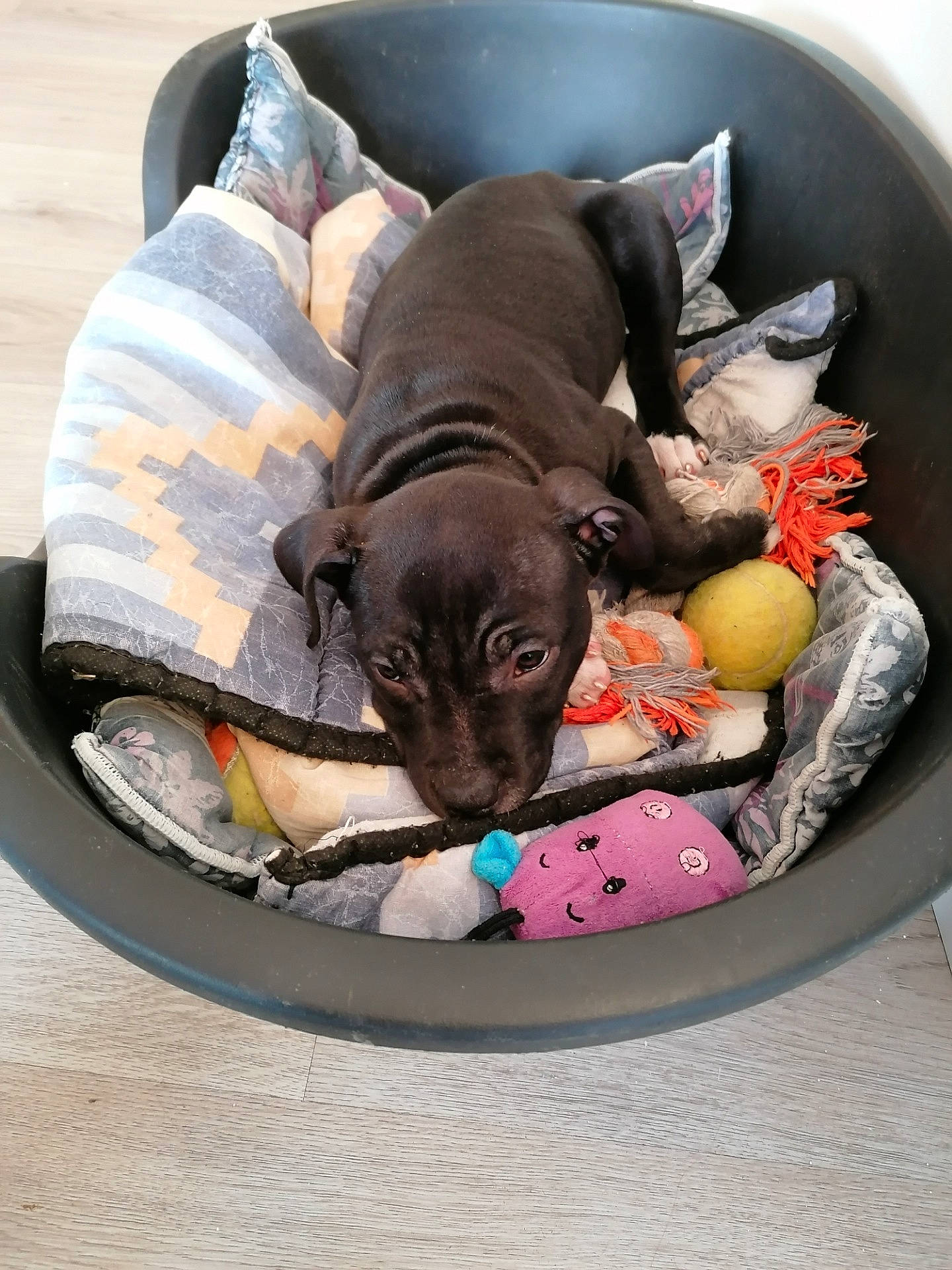 Pandora a rejoint le concours — aidez-le/la à gagner de superbes lots ! american_hairless_terrier, canidae, carnivore, companion_dog, dog, dog_bed, dog_breed, puppy, snout, sporting_group, weimaraner