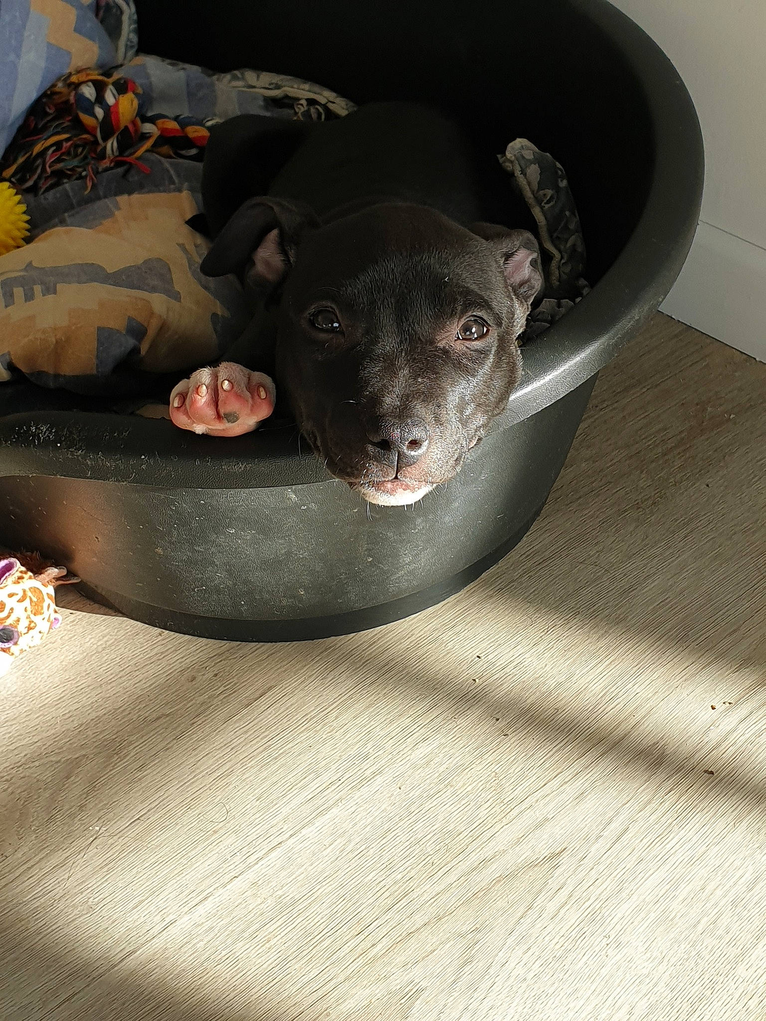 Pandora participe au concours pour gagner de l'argent avec cette photo : american_hairless_terrier, canidae, carnivore, companion_dog, dog, dog_breed, non_sporting_group, puppy, snout, sporting_group
