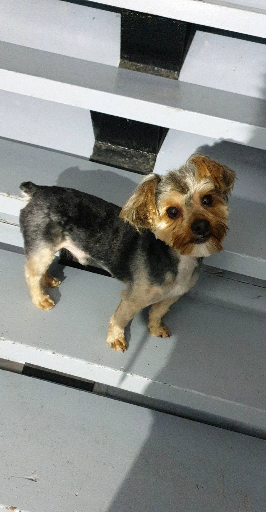 Mickey a rejoint le concours — aidez-le/la à gagner de superbes lots ! australian_silky_terrier, canidae, carnivore, companion_dog, dog, dog_breed, mammal, morkie, norfolk_terrier, petit_basset_griffon_vendeen, puppy, rare_breed_dog, small_terrier, snout, sporting_group, sporting_lucas_terrier, terrier, toy_dog, yorkipoo, yorkshire_terrier