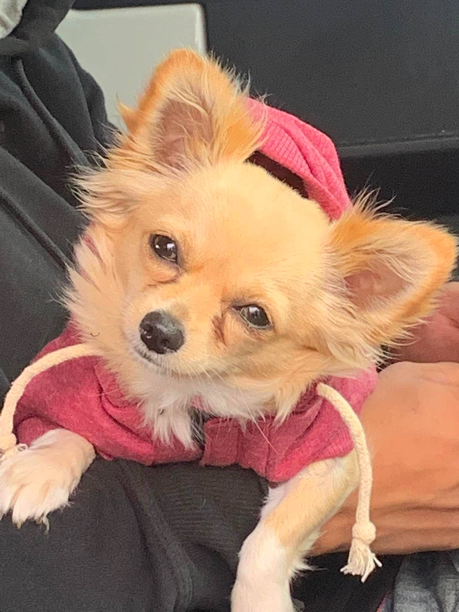 Luna is registered to the contest to win money with this photo: blond, canidae, carnivore, companion_dog, dog, dog_breed, dog_clothes, dog_supply, ear, eye, fawn, fur, head, puppy_love, small_terrier, snout, sporting_group, toy_dog, whiskers, working_animal