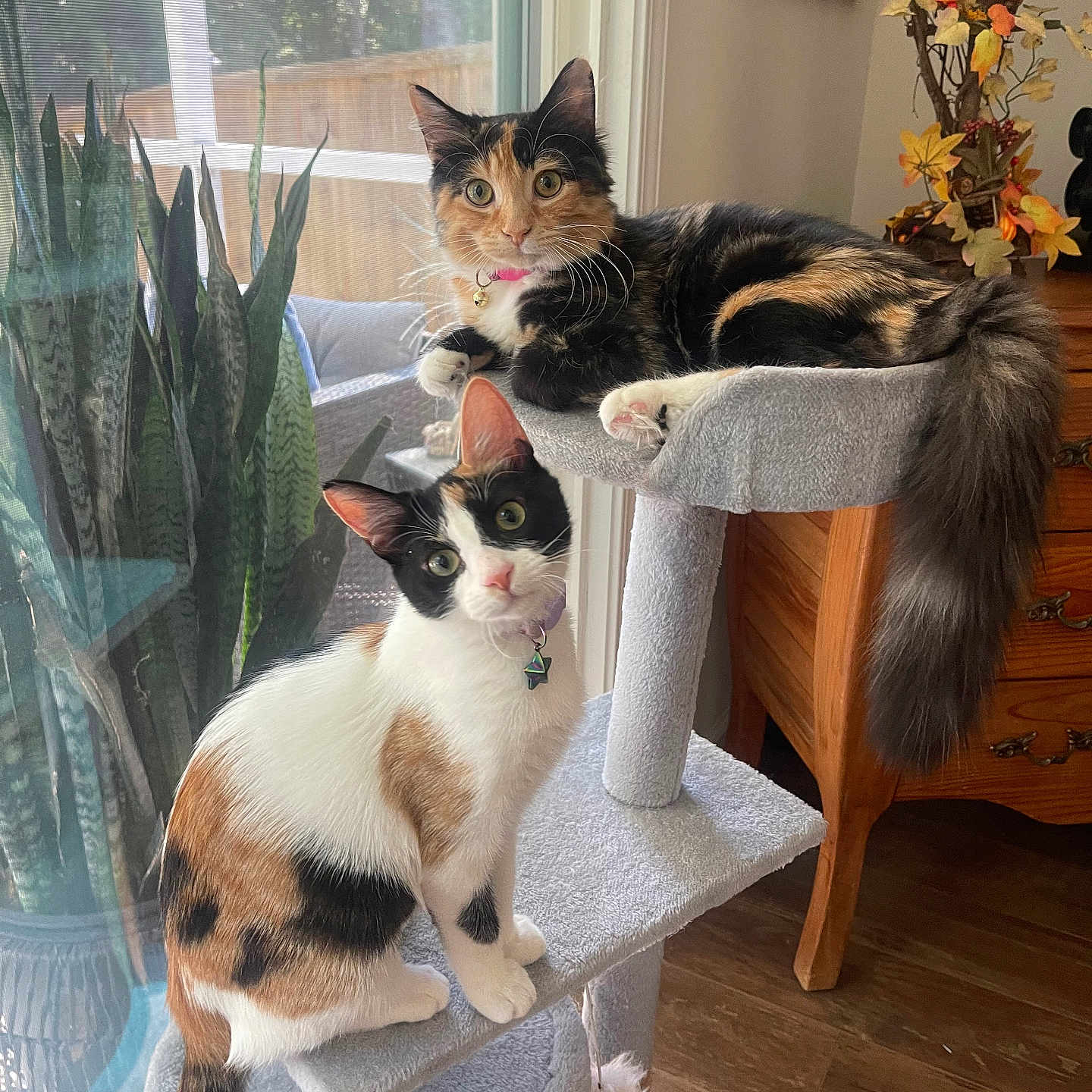 Tilly And Clementine is registered to the contest to win money with this photo: alert, calico_cat, cat, cat_tree, collar, curious, domestic, furniture, houseplant, indoor, mammal, perched, pet, plant, relaxed, sunlight, toy, two_cats, window, wooden_floor