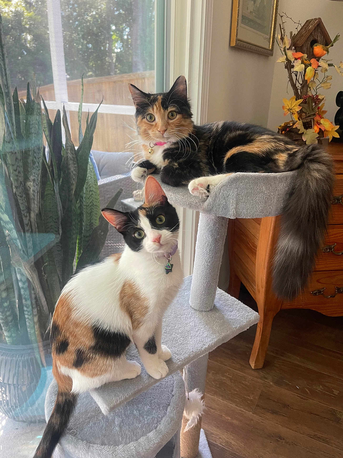 Tilly And Clementine is registered to the contest to win money with this photo: cat, calico_cat, cat_tree, indoor, window, plant, wooden_floor, furniture, pet, curious, perched, two_cats, sunlight, collar, toy, relaxed, alert, domestic, mammal, houseplant