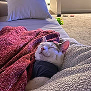 Josie is registered to the contest to win money with this photo: cat, blanket, couch, pillow, indoor, cozy, resting, sleeping, pet, fur, comfort, relaxed, living_room, home, animal, cute, soft, warm, snug, domestic