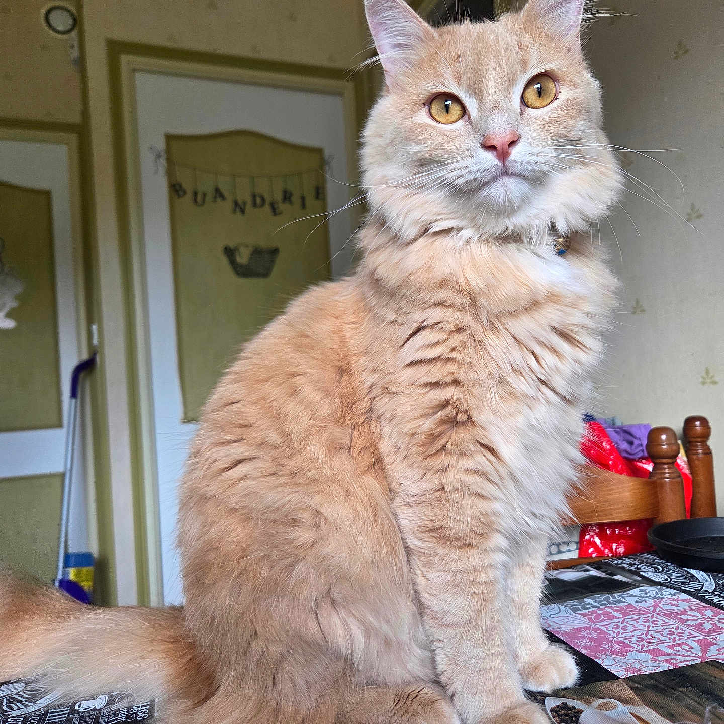 Kalon participe au concours pour gagner de l'argent avec cette photo : animal, cat, chair, curious, domestic_cat, ears, feline, fluffy_fur, ginger_cat, golden_eyes, household, indoor, kitchen, paws, pet, sitting, table, tablecloth, wall_decor, whiskers