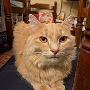 Kalon a rejoint le concours — aidez-le/la à gagner de superbes lots ! animal, cat, chair, closeup, cozy, cushion, domestic_cat, eyes, fluffy, fur, furniture, home, indoor, mammal, orange_cat, paws, pet, portrait, relaxed, whiskers