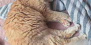 Kalon participe au concours pour gagner de l'argent avec cette photo : animal, cat, cozy, cute, domestic_animal, feline, fluffy, fur, indoor, orange_cat, paw, pet, pink_surface, relaxation, resting, sleeping, soft, striped_towel, tail, towel