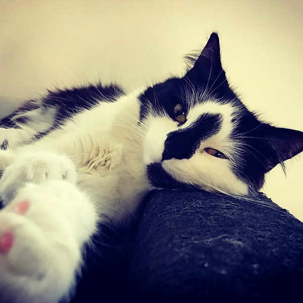 Papuche