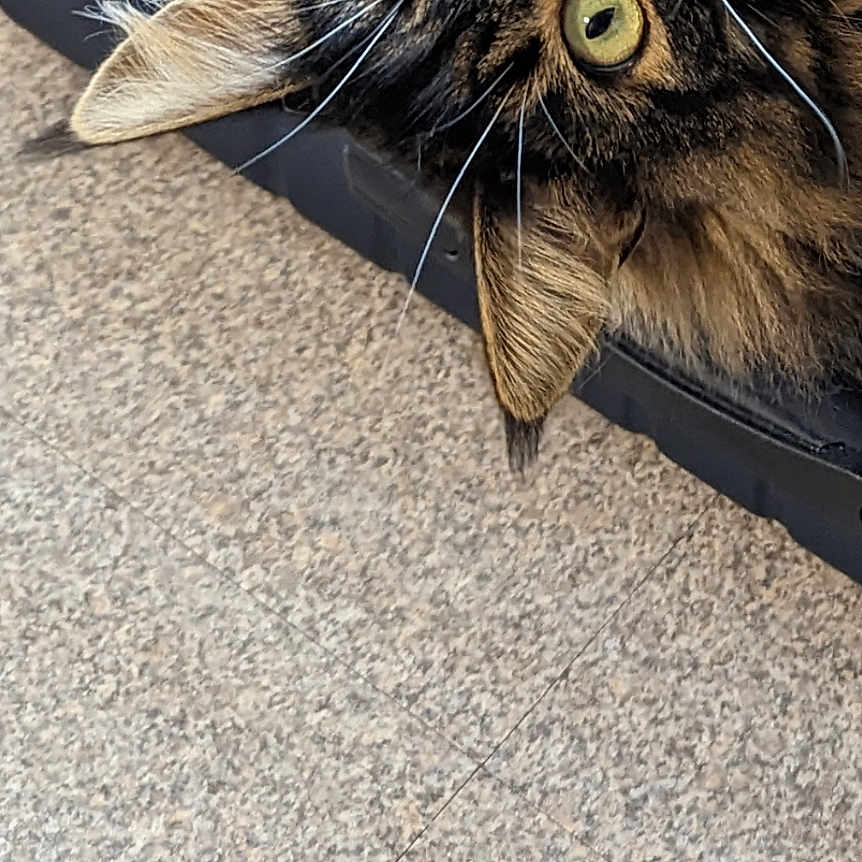 Sophie