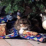 Sophie participe au concours pour gagner de l'argent avec cette photo : bauble, cat, christmas_tree, cozy, decoration, eyes, festive, floor_tile, fur, gift, holiday, indoor, ornament, pet, present, sitting, tabby_cat, tree_branch, whiskers, wrapping_paper