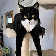 Bella Luna is registered to the contest to win money with this photo: alert, animal, black_and_white, cat, cat_tree, ears, eyes, face, feline, funny, furniture, hanging, home, indoor, paws, pet, portrait, scratching_post, tuxedo_cat, whiskers