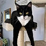 alert, animal, black_and_white, cat, cat_tree, ears, eyes, face, feline, funny, furniture, hanging, home, indoor, paws, pet, portrait, scratching_post, tuxedo_cat, whiskers