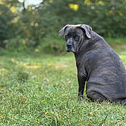 Bella joined the competition — help win amazing prizes! dog, brindle, grass, outdoor, nature, pet, canine, sitting, animal, greenery, blurred_background, looking_back, daylight, fur, mammal, alone, park, expression, wildlife, quiet