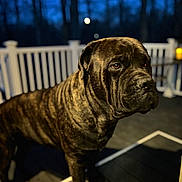 Denali is registered to the contest to win money with this photo: dog, brindle, porch, night, outdoor, railing, wooden_floor, pet, canine, animal, fence, evening, quiet, alone, muzzle, ears, fur, watchful, calm, background