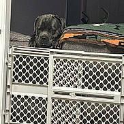 Reggie is registered to the contest to win money with this photo: dog, sleeping, couch, blanket, baby_gate, indoor, resting, pet, furniture, cozy, calm, animal, black_dog, household, relaxing, domestic, fur, companion, guard, quiet