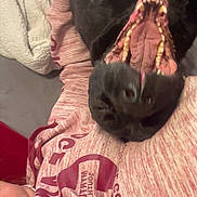 Rory joined the competition — help win amazing prizes! person, dog, black_dog, mouth_open, teeth, blanket, sweatshirt, hand, indoor, lying_down, cozy, relaxed, pet, animal, closeup, playful, smiling_dog, casual, resting, comfort