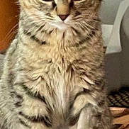 Sassy joined the competition — help win amazing prizes! cat, tabby_cat, fur, whiskers, pet, domestic_animal, animal, sitting, indoor, household, close_up, feline, cute, mammal, ears, paws, eyes, portrait, looking_at_camera, tabby_pattern