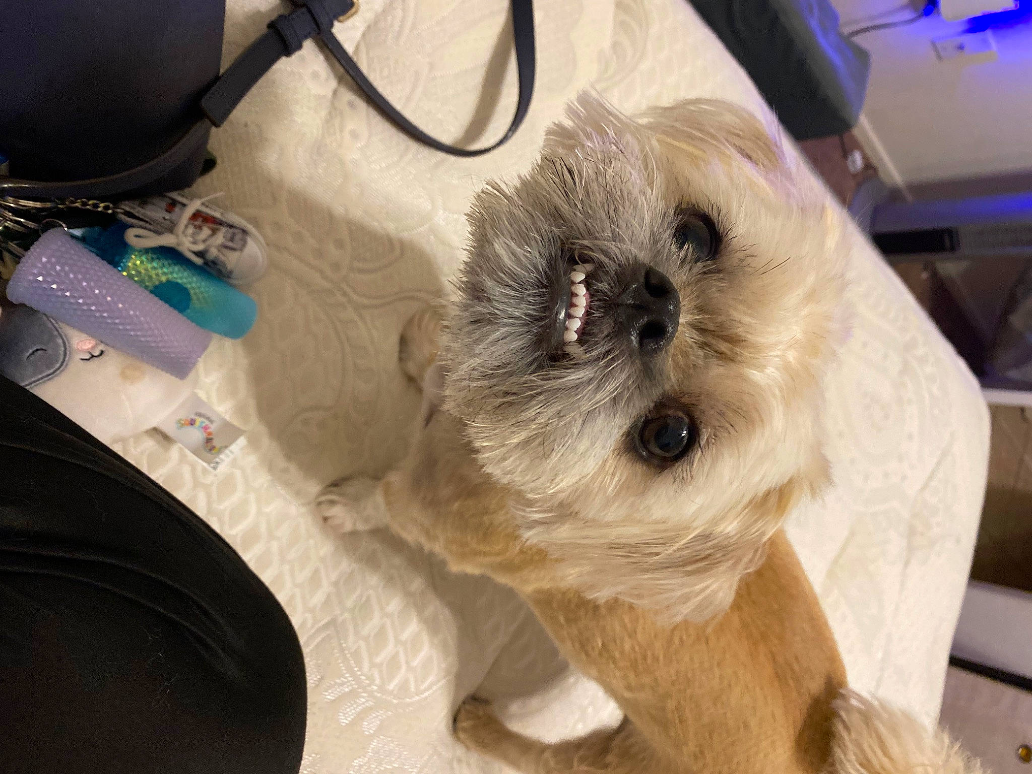 Sox joined the competition — help win amazing prizes! camera, canidae, carnivore, companion_dog, dog, dog_breed, dog_supply, fawn, fur, maltepoo, pet_supply, puppy_love, shih_poo, small_terrier, snout, sporting_group, terrier, toy_dog, whiskers, working_animal