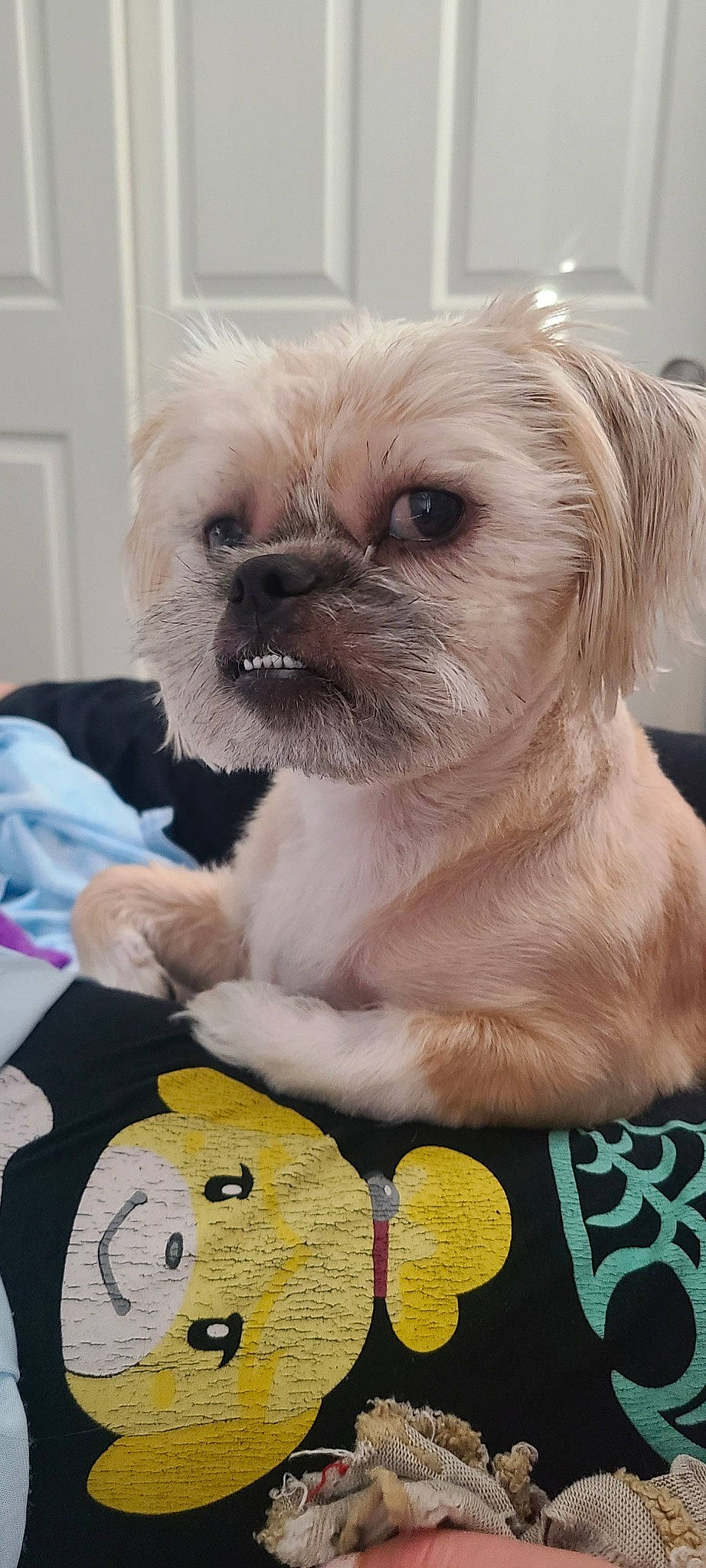 Sox is registered to the contest to win money with this photo: canidae, carnivore, companion_dog, dog, dog_breed, dog_supply, door, eyewear, fawn, fur, liver, maltepoo, non_sporting_group, puppy_love, shih_tzu, snout, sporting_group, toy_dog, whiskers, wrinkle