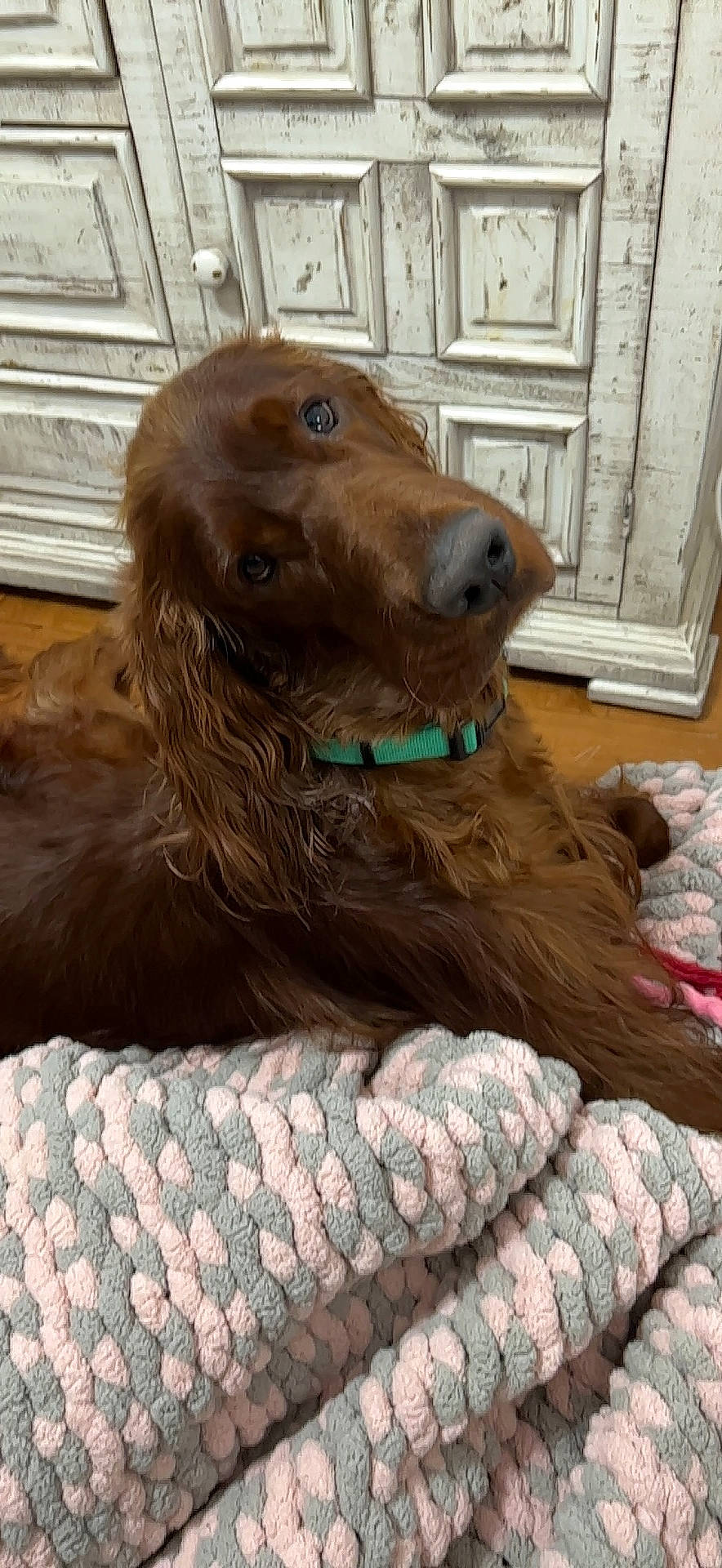 Rory is registered to the contest to win money with this photo: brown, canidae, carnivore, cocker_spaniel, companion_dog, dog, dog_breed, dog_collar, door, fawn, fur, gun_dog, liver, pet_supply, retriever, snout, spaniel, sporting_group, wood, working_animal