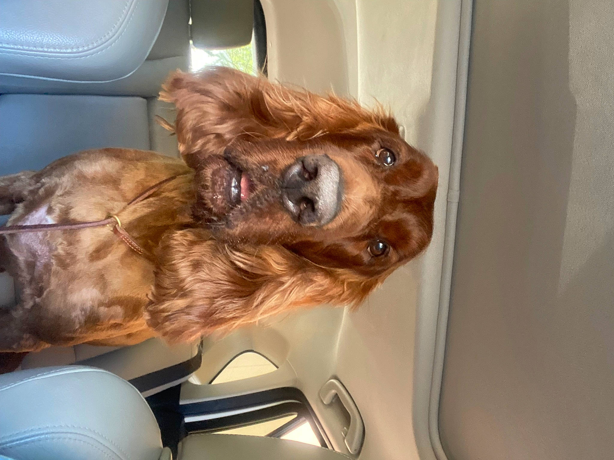 Rory is registered to the contest to win money with this photo: auto_part, automotive_exterior, canidae, car_seat, carnivore, comfort, companion_dog, dog, dog_breed, family_car, fawn, fur, liver, spaniel, sporting_group, vehicle, vehicle_door, whiskers, windshield, working_animal