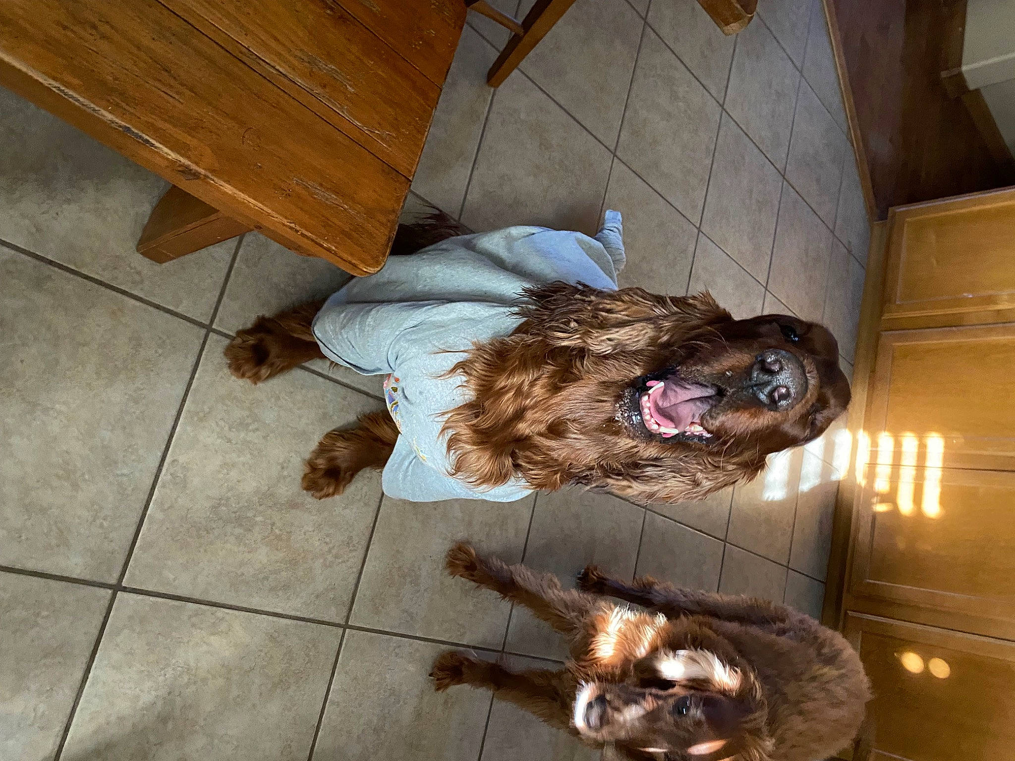 Rory joined the competition — help win amazing prizes! carnivore, companion_dog, dog, dog_breed, dog_supply, flooring, fur, hardwood, liver, mammal, plank, spaniel, sporting_group, tail, terrier, varnish, wood, wood_flooring, wood_stain, working_animal