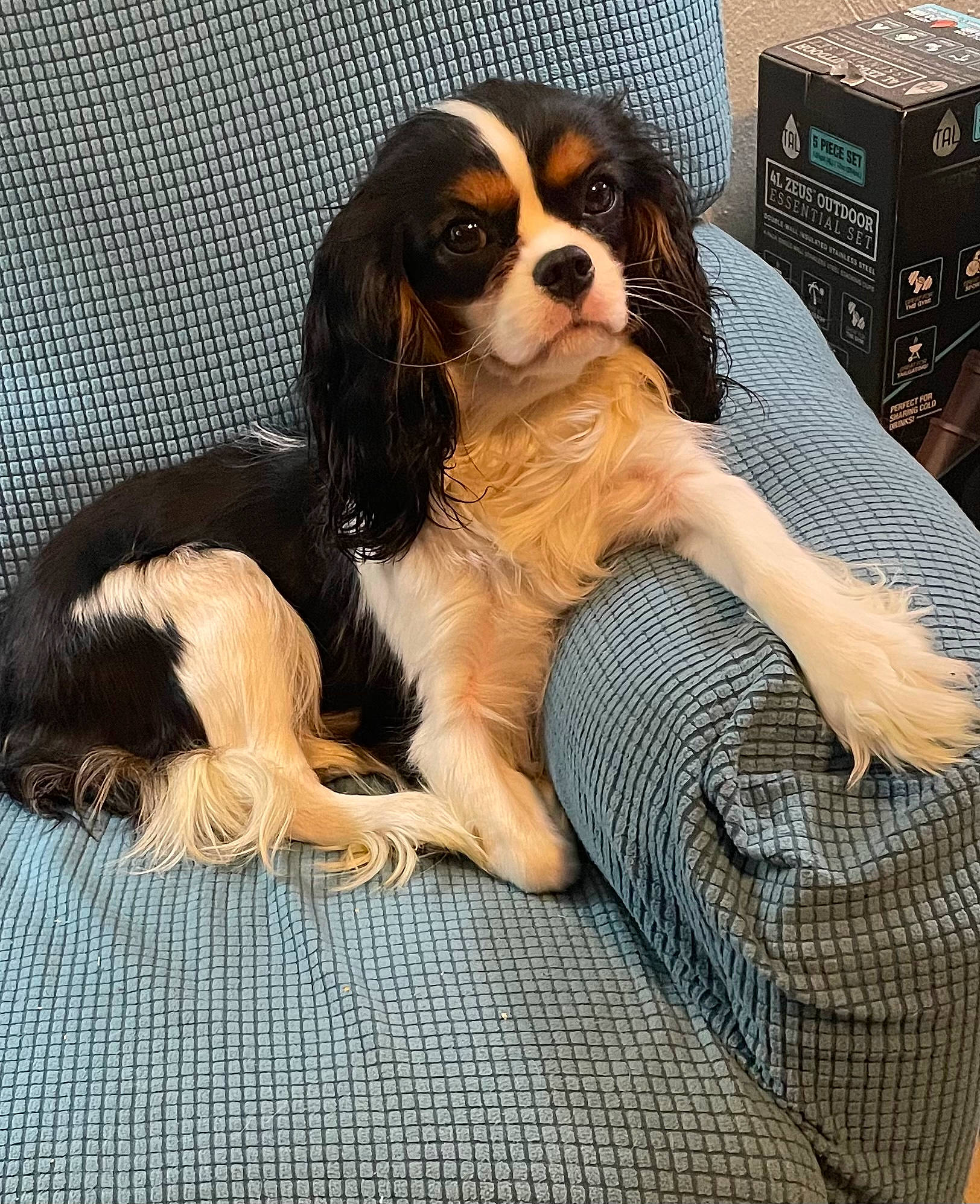 Harper is registered to the contest to win money with this photo: box, canidae, carnivore, cavalier_king_charles_spaniel, companion_dog, dog, dog_breed, door, foot, fur, king_charles_spaniel, liver, shipping_box, snout, sporting_group, terrestrial_animal, toy_dog, working_animal, working_dog