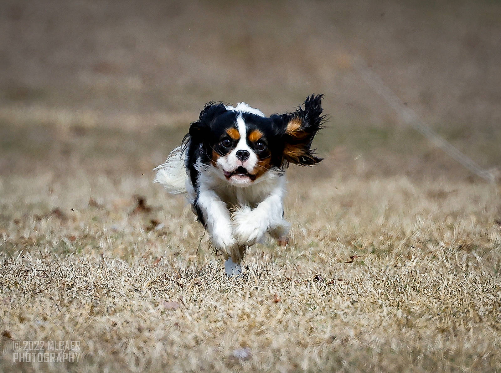 Harper is registered to the contest to win money with this photo: canidae, carnivore, companion_dog, dog, dog_breed, grass, snout, spaniel, sporting_group, tail, terrestrial_animal, toy_dog, working_animal, working_dog