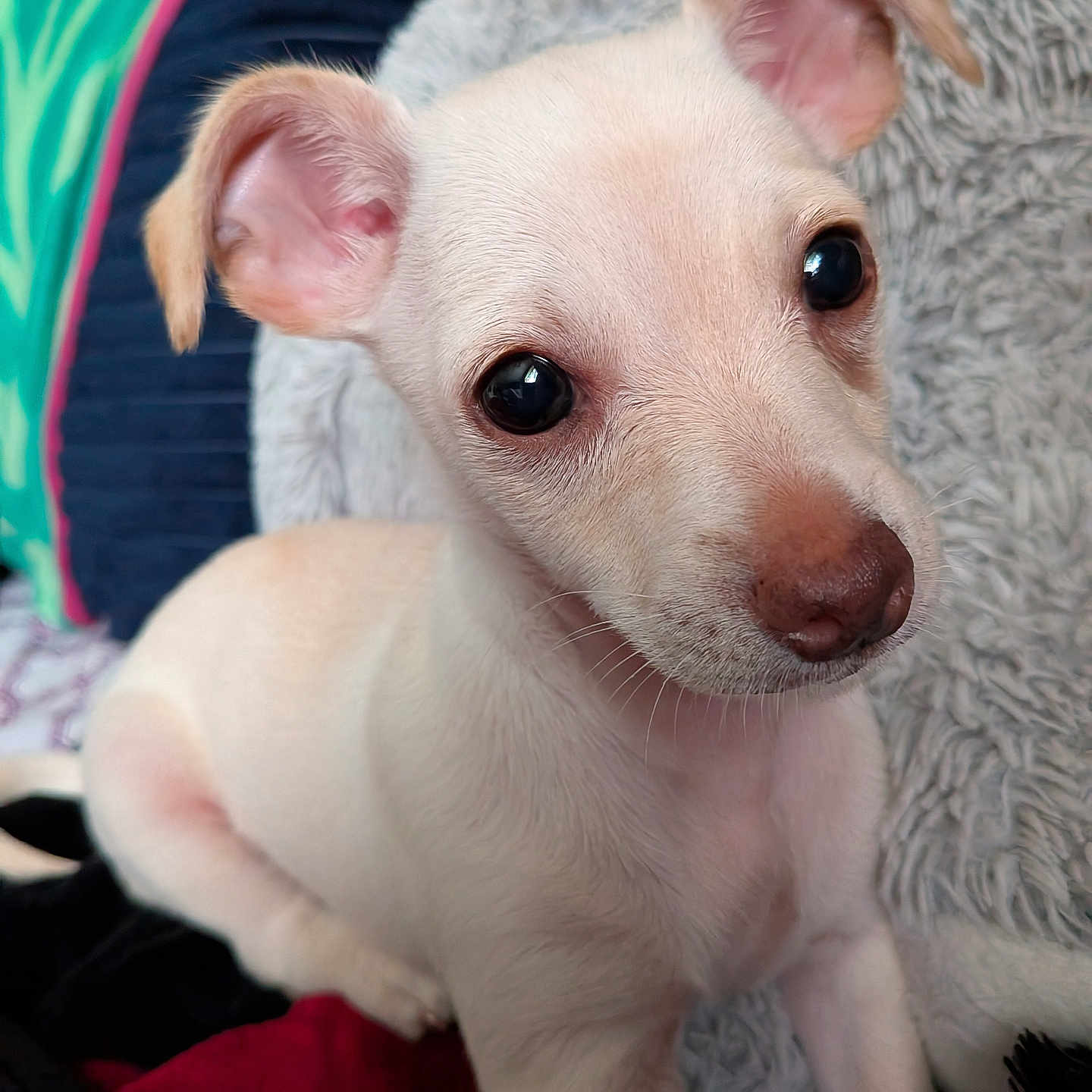 Chewiee is registered to the contest to win money with this photo: animal, blanket, close_up, companion, cushion, cute, dog, domestic_animal, ears, fur, indoor, looking, nose, pet, puppy, resting, small_dog, soft_texture, whiskers, young