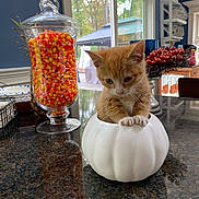 Thomas Omalley is registered to the contest to win money with this photo: autumn, bowl, candy_corn, cat, cherry_tomatoes, countertop, cute, decor, fall, fruit, glass_jar, home, houseplant, indoor, kitchen, kitten, orange_and_white_cat, reflection, white_pumpkin_container, window
